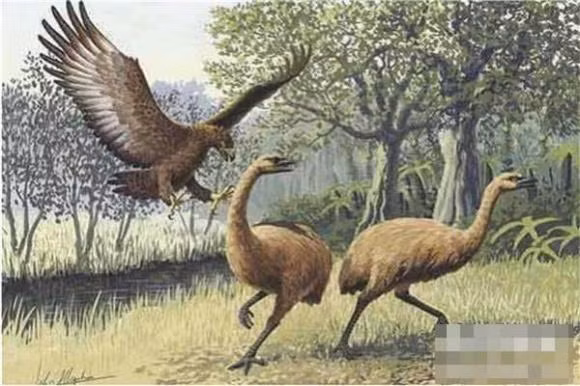 Loai chim lon nhat ma con nguoi biet den la gi?-Hinh-3