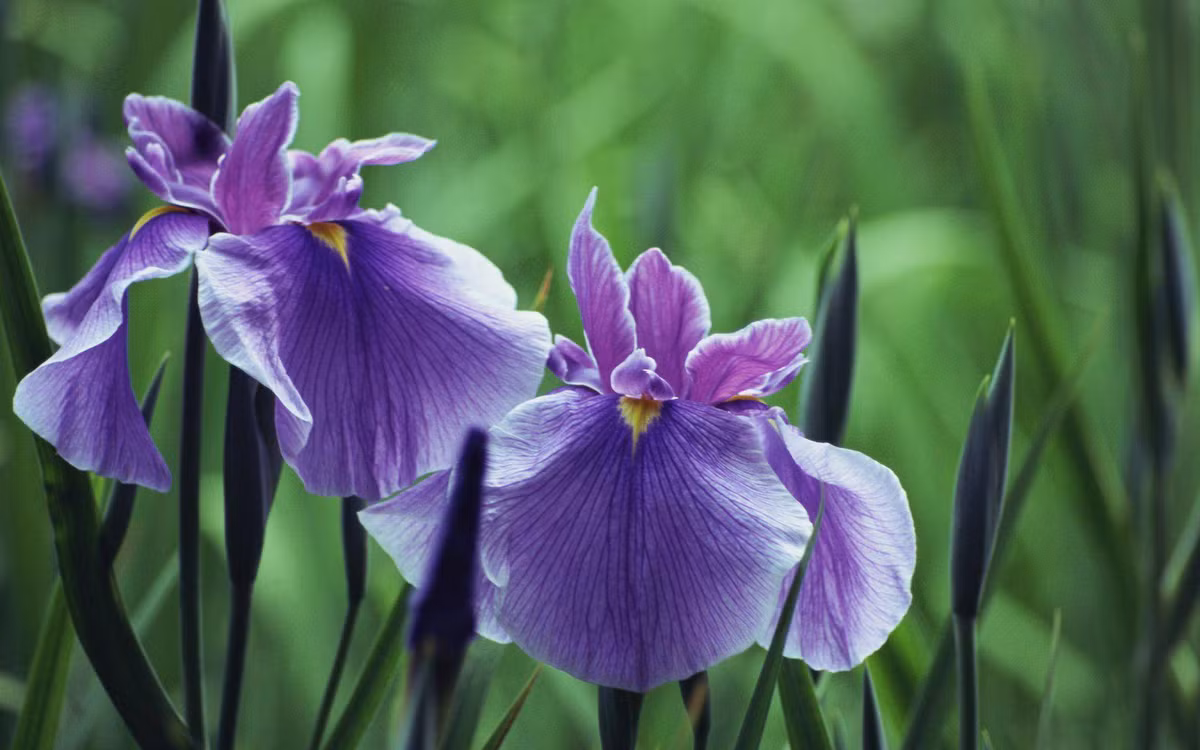 Doc lap, ben bi, 3 con giap du kho khan van tu minh dung vung-Hinh-3