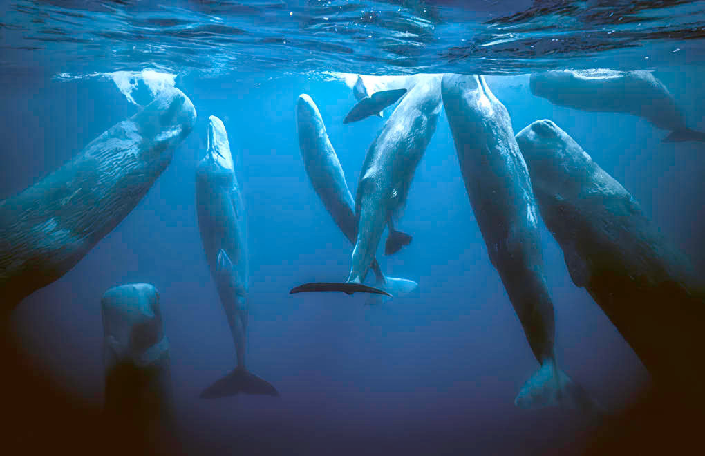 Vì sao loài động vật có “mũi thở” như cá voi ngủ được dưới nước? - Hình 3 Vi sao loai dong vat co “mui tho” nhu ca voi ngu duoc duoi nuoc?-Hinh-3