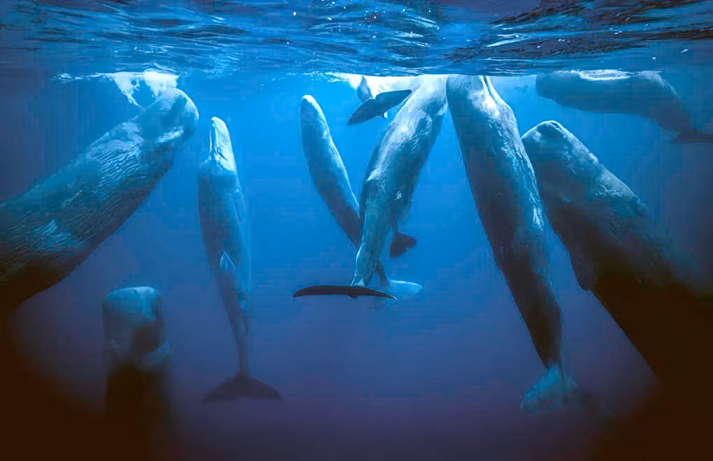 Vi sao loai dong vat co “mui tho” nhu ca voi ngu duoc duoi nuoc?-Hinh-3