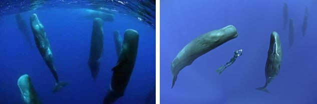 Vi sao loai dong vat co “mui tho” nhu ca voi ngu duoc duoi nuoc?-Hinh-5