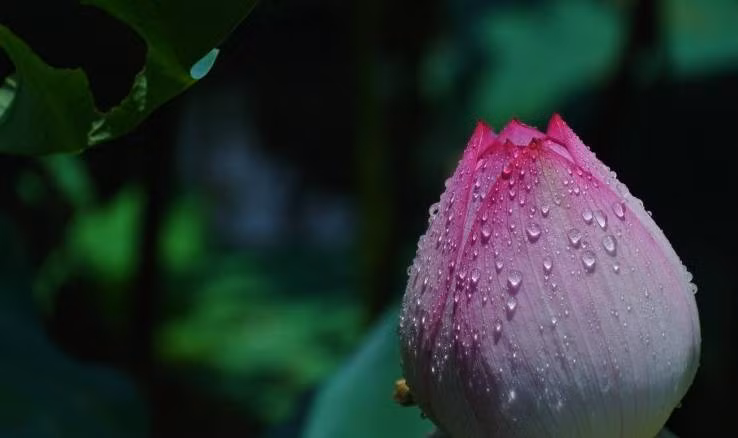 Tre sinh vao 3 thang Am nay, sao tot chieu menh, phuc loc ven toan-Hinh-2