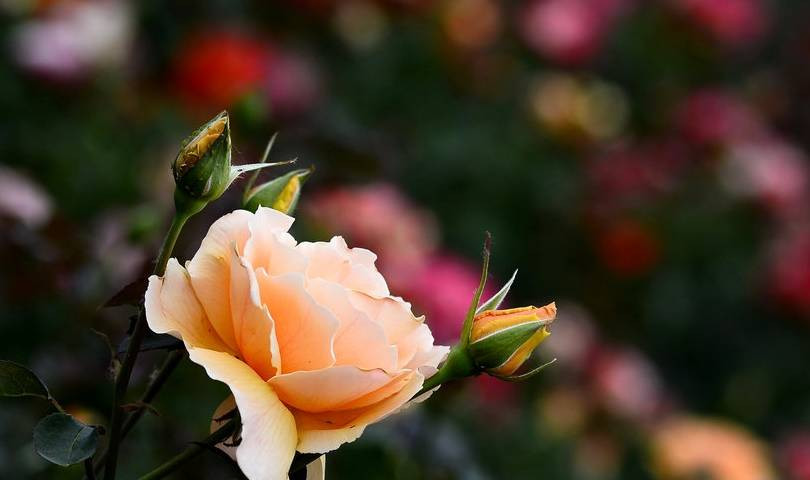 Trẻ sinh vào 3 tháng Âm này, sao tốt chiếu mệnh, phúc lộc vẹn toàn Tre sinh vao 3 thang Am nay, sao tot chieu menh, phuc loc ven toan