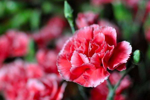 Trẻ sinh vào 3 tháng Âm này, sao tốt chiếu mệnh, phúc lộc vẹn toàn - Hình 3 Tre sinh vao 3 thang Am nay, sao tot chieu menh, phuc loc ven toan-Hinh-3