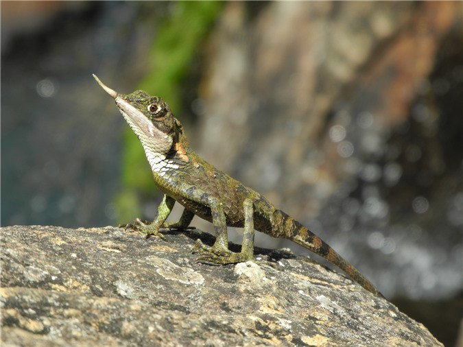 Con thằn lằn kỳ lân kỳ lạ ở Sri Lanka.