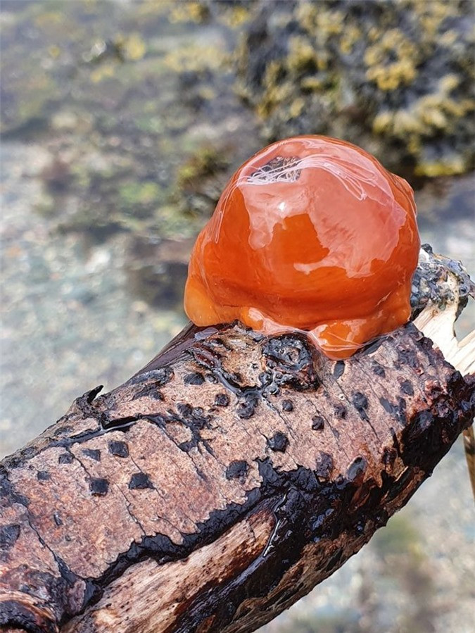 Sinh vật này được tìm thấy dưới lòng đại dương nhưng không ai rõ nó là gì. Người tìm được nó thì cho rằng đó là quả hồng, nấm aspen hoặc hổ phách.