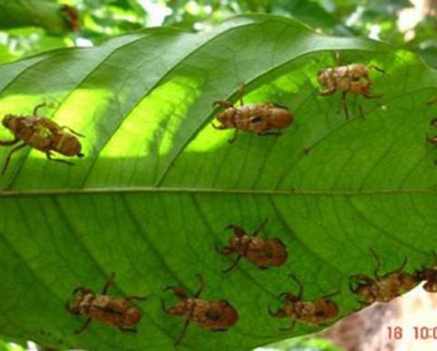 Con trung mang benh cho thuc vat the nao?