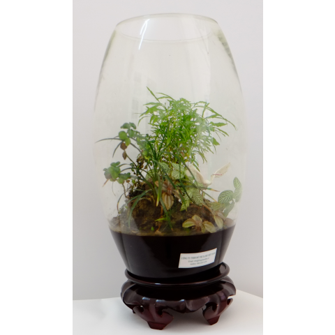 Cach cham soc binh cay phong thuy