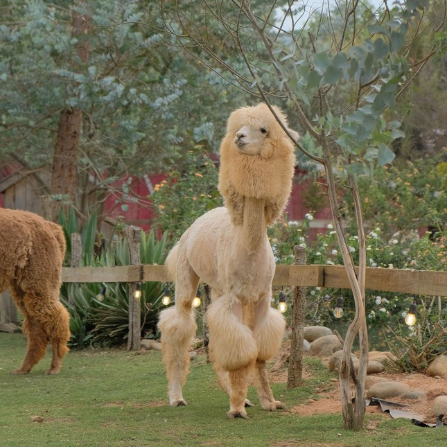 Nong trai Chika Farm Da Lat dong cua, nhieu du khach tiec nuoi