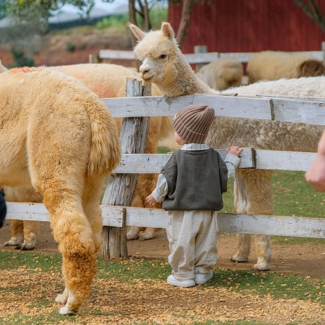 Nong trai Chika Farm Da Lat dong cua, nhieu du khach tiec nuoi-Hinh-2
