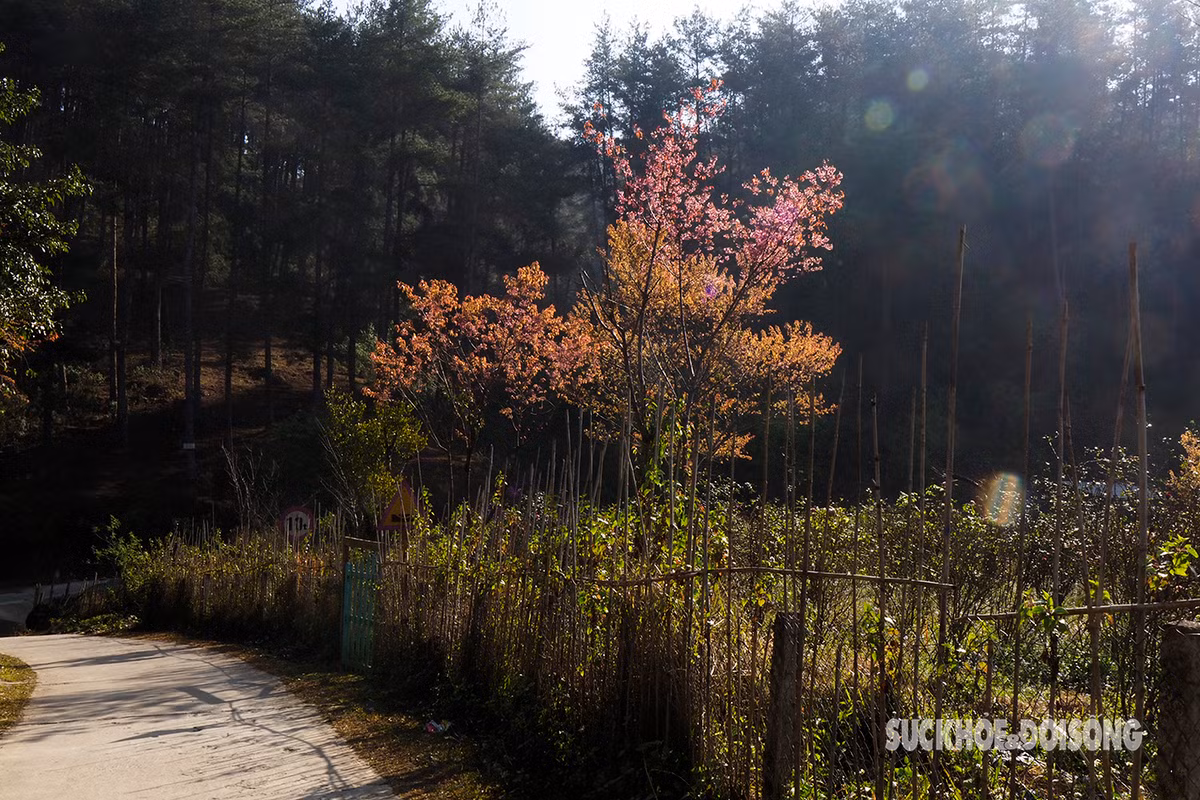 Đường về bản trong nắng chiều cùng sắc hồng của hoa tớ dày hoang dại.