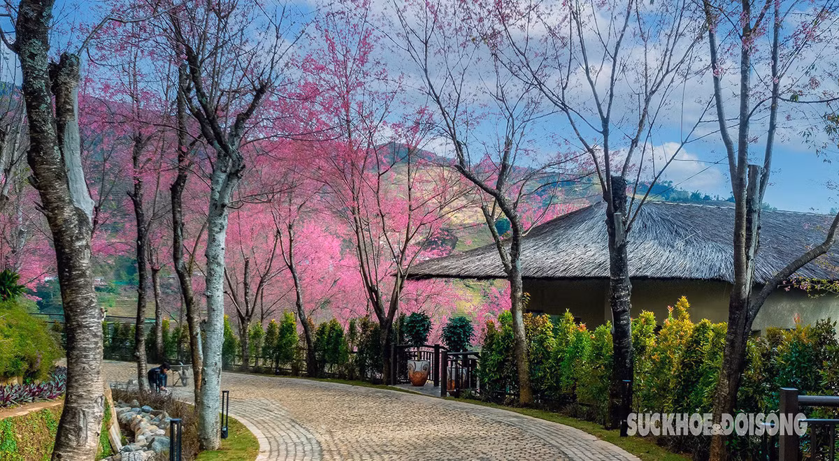 Cây tớ dày là loài cây thuộc loại thân gỗ, tán rộng, mọc ở trên những sườn đồi, triền núi. Hoa nở rộ vào thời điểm trước Tết Nguyên đán khoảng chừng vài tuần.