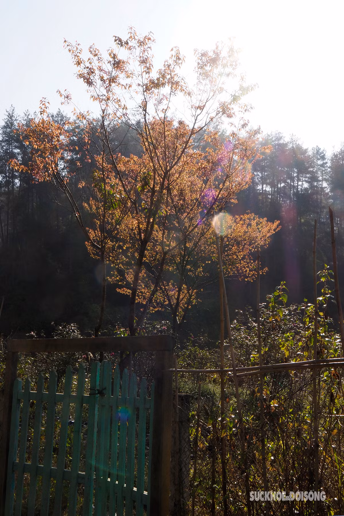 Hoa tớ dày phác họa nên bức tranh tự nhiên đẹp đến nao lòng.