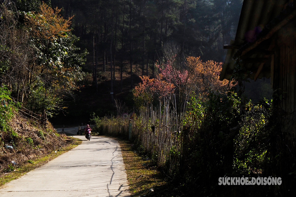 Mùa xuân lên Tây Bắc ngắm hoa tớ dày như lạc vào miền cổ tích- Ảnh 1.