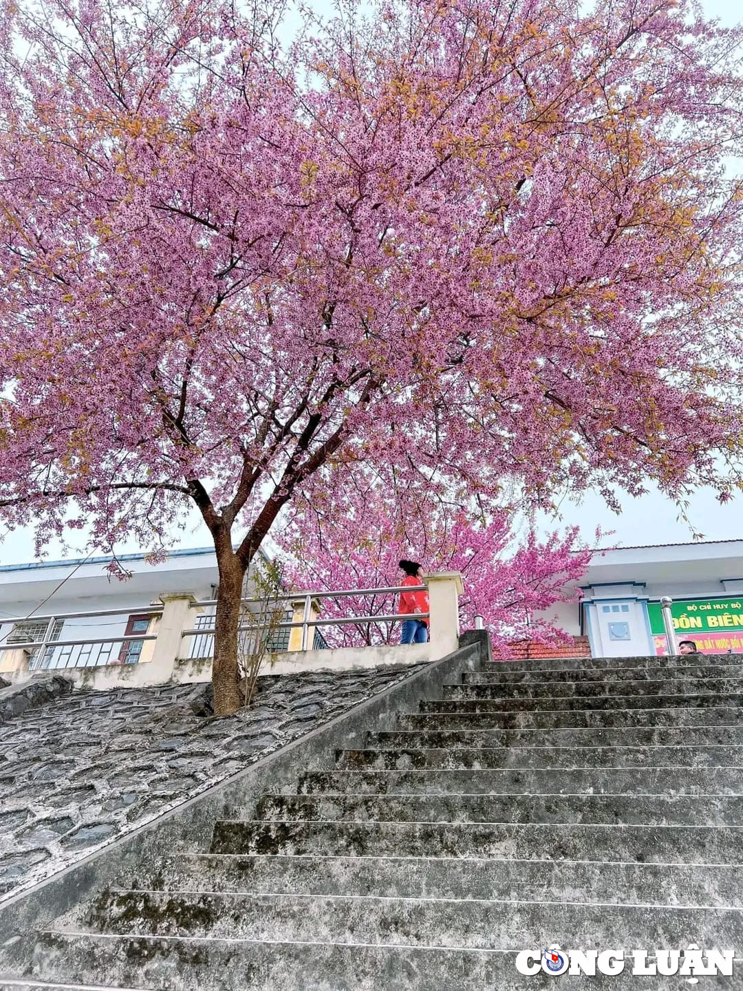 Sac hong ruc ro noi cao nguyen da Dong Van vao dip Tet Nguyen dan