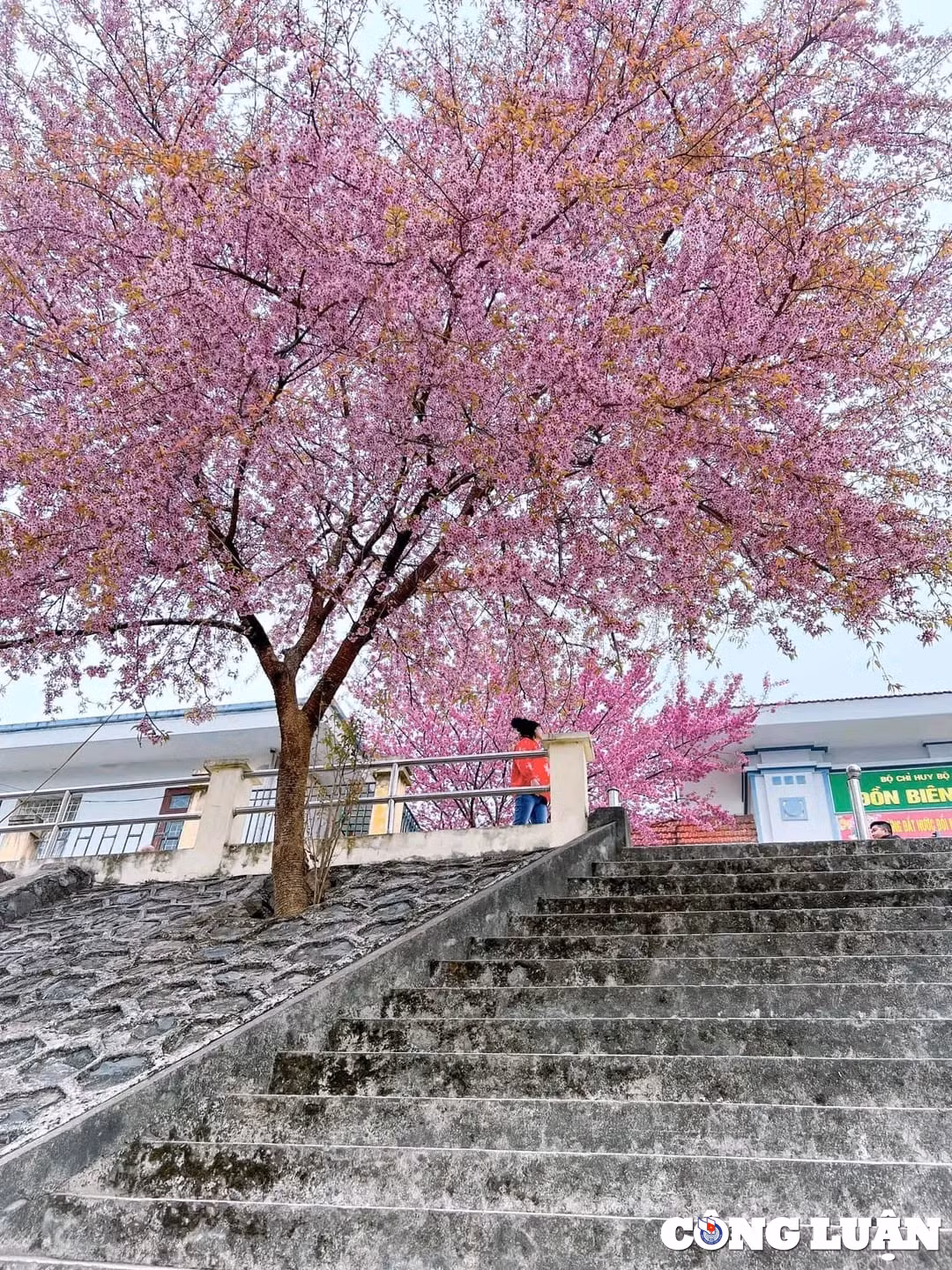 Sac hong ruc ro noi cao nguyen da Dong Van vao dip Tet Nguyen dan