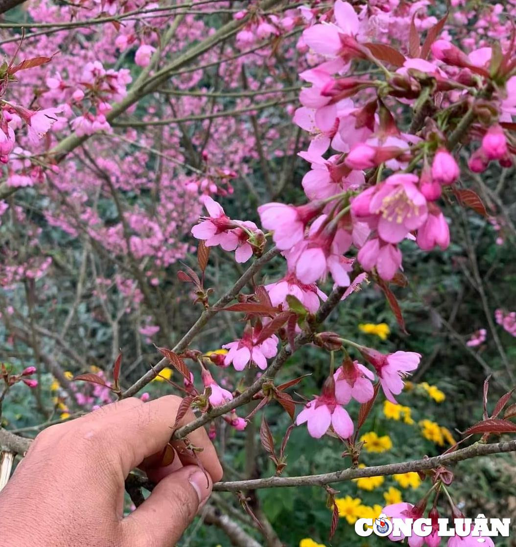 Sac hong ruc ro noi cao nguyen da Dong Van vao dip Tet Nguyen dan-Hinh-2