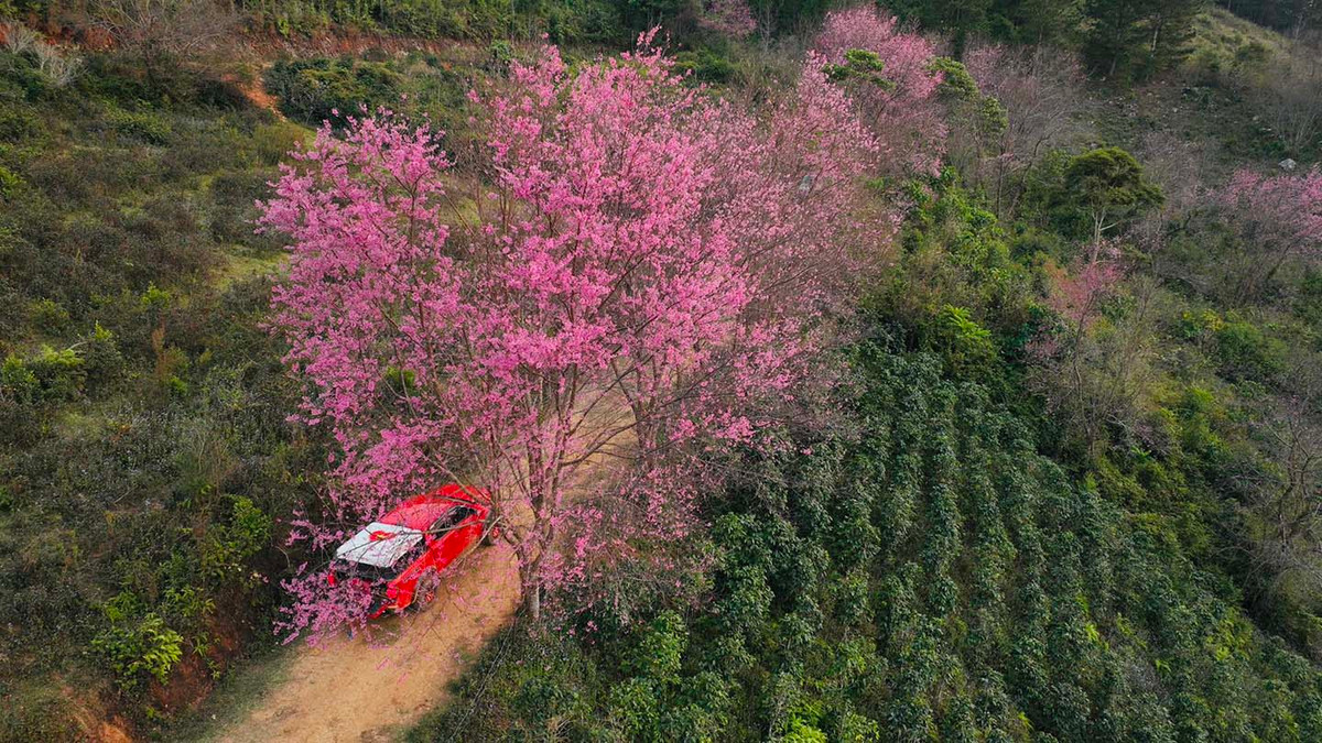 Man nhan 5 diem ngam mai anh dao tuyet dep o Da Lat-Hinh-2