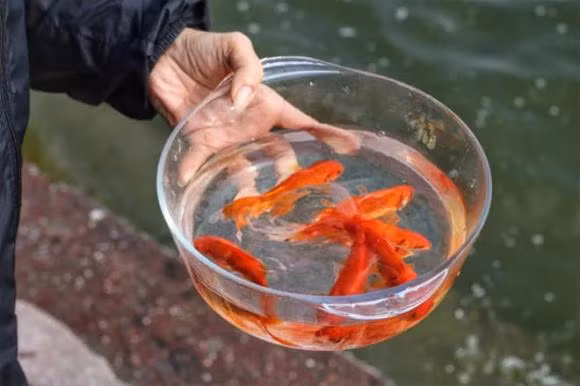 Meo tha ca Chep cung ong Cong ong Tao de 'phat' ca nam-Hinh-2