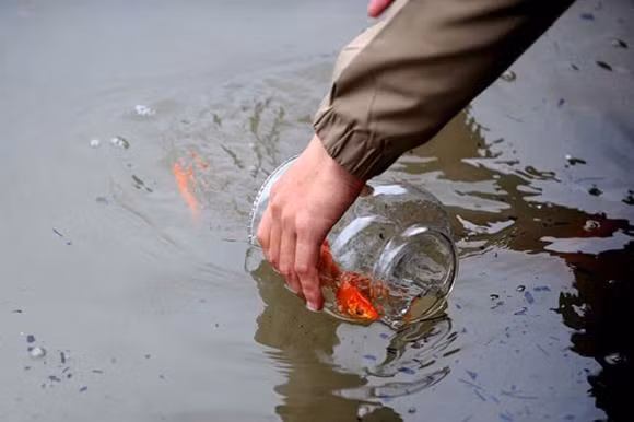 Meo tha ca Chep cung ong Cong ong Tao de 'phat' ca nam-Hinh-3