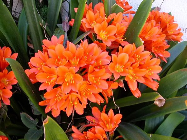 5 loai cay hoa no ro dem Giao thua, gia chu giau quanh nam