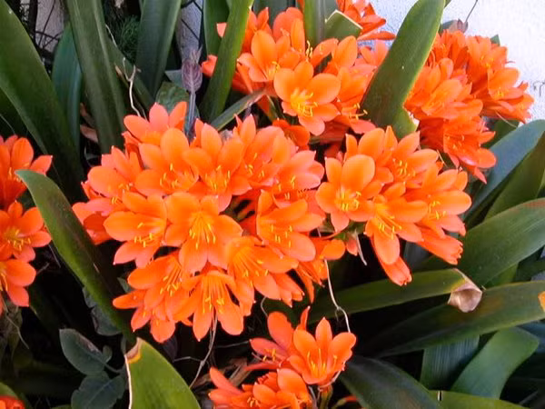 5 loai cay hoa no ro dem Giao thua, gia chu giau quanh nam