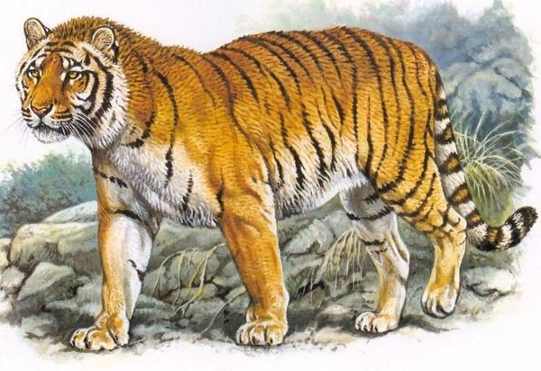 Trong cuốn sách Trên đường Cái Quan (Sur la Route Mandarine) được xuất bản vào năm 1925, tác giả Pháp Roland Dorgelès đã nói về nỗi khiếp sợ loài hổ của người dân Đông Dương.