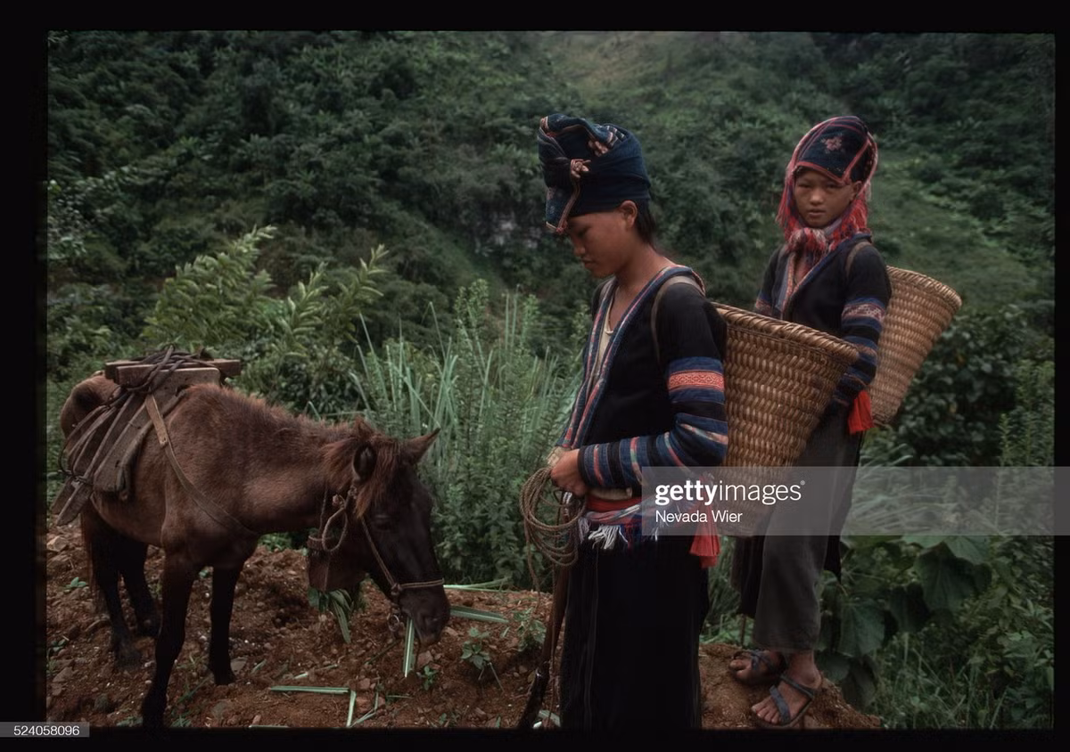 Hai thiếu nữ người H'Mông Đỏ và chú ngựa nhỏ trên con đường đất ở Lai Châu.