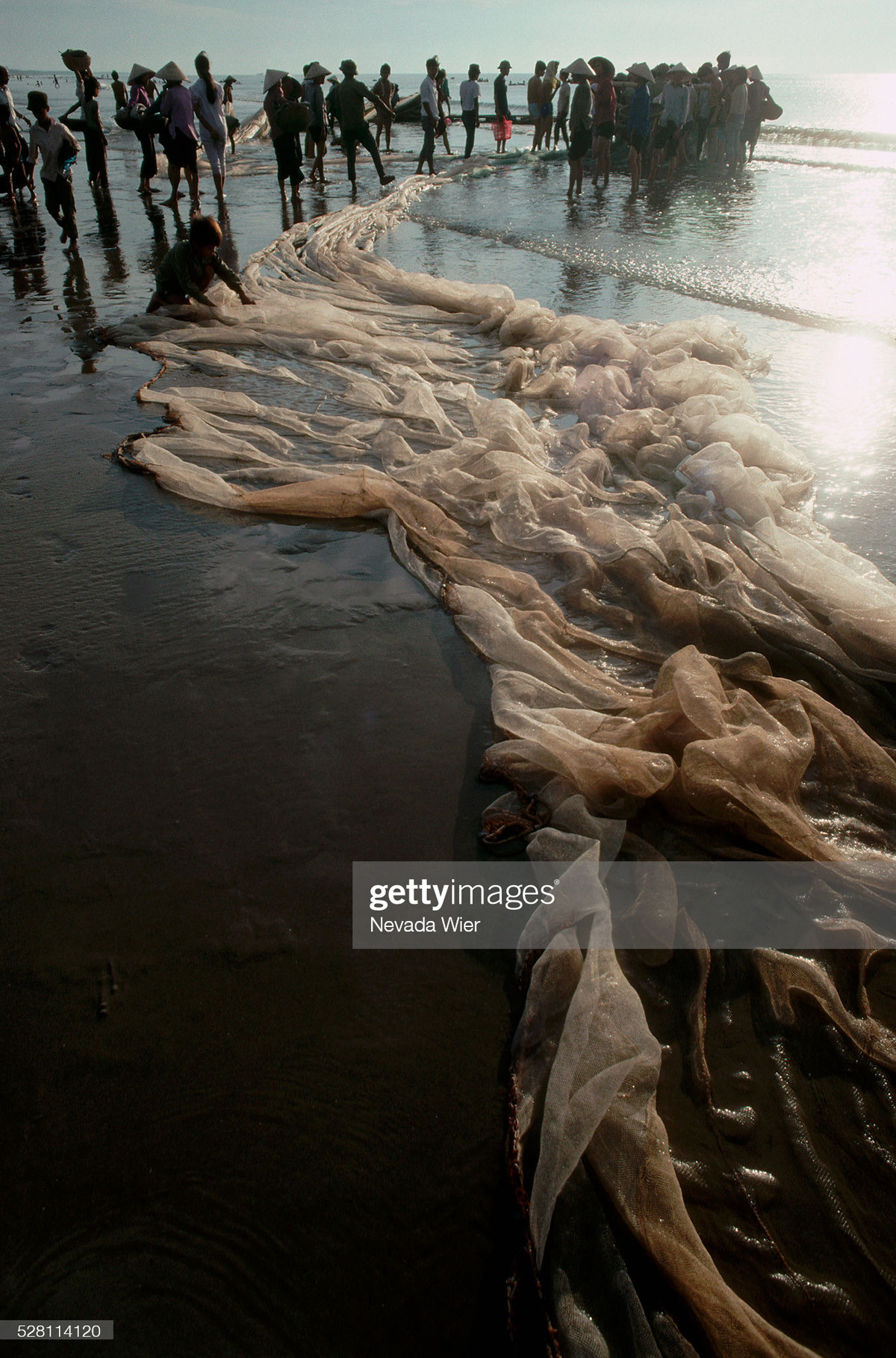 Kéo lưới buổi sớm trên biển Sầm Sơn, Thanh Hóa.