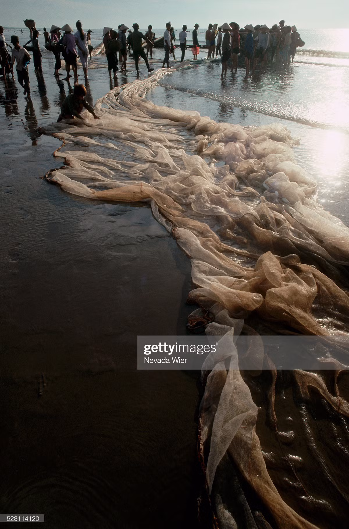 Kéo lưới buổi sớm trên biển Sầm Sơn, Thanh Hóa.