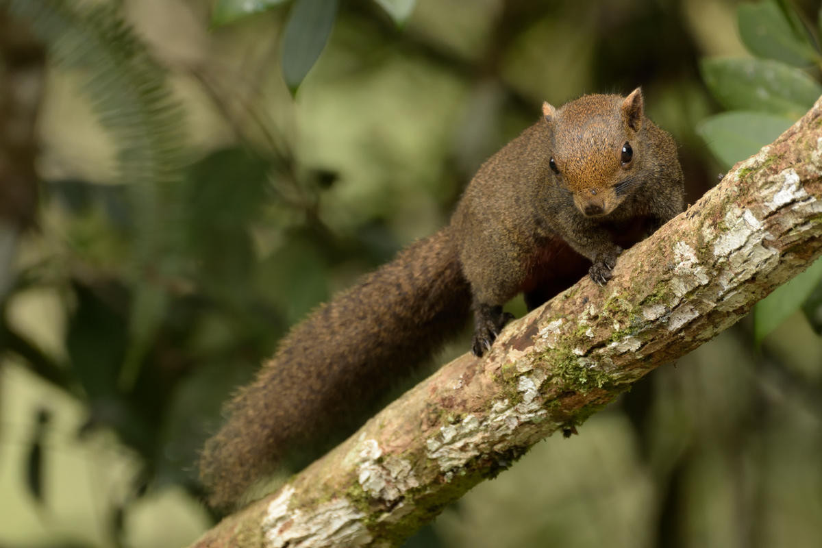 Sóc bụng đỏ (Callosciurus erythraeus) dài 16-28 cm, được tìm thấy trong các khu rừng ở Ấn Độ, Đông Nam Á và miền Đông Trung Quốc. Với khả năng thích nghi tốt và sinh sản mạnh, chúng đã được du nhập và trở thành loài xâm lấn tại một số vùng ở Nhật Bản, Nam Mỹ và châu Âu.