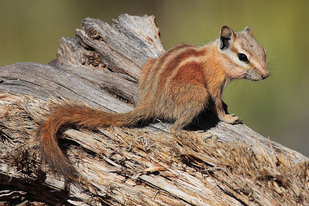 Sóc chuột Hopi (Tamias rufus) dài 12-15 cm, phân bố ở Utah, Colorado và các vùng lân cận của Arizona, Mỹ. Các loài sóc chuột thuộc chi Tamias là nguyên mẫu cho hai chú sóc trong loạt phim hoạt hình nổi tiếng "Chip 'n' Dale".