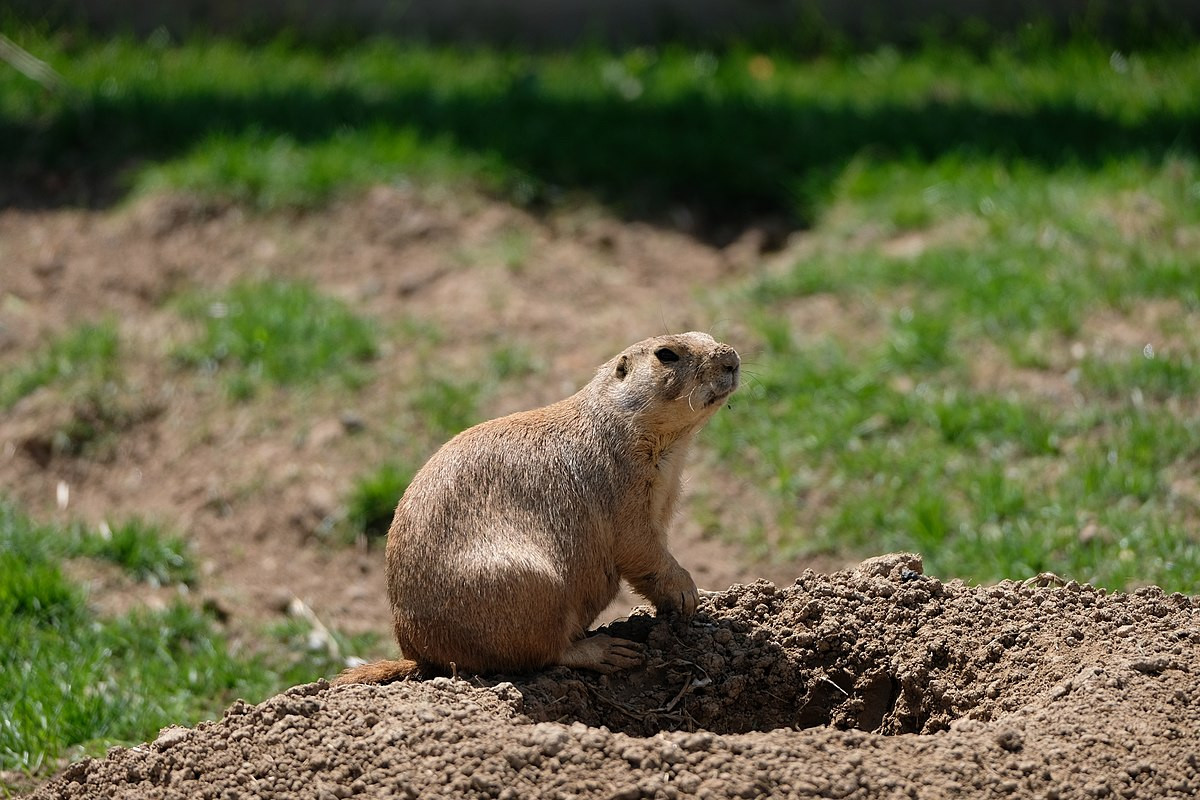 Sóc chó thảo nguyên đuôi đen (Cynomys ludovicianus) dài 27-32 cmđ ược tìm thấy ở đại bình nguyên của Bắc Mỹ, từ biên giới Mỹ - Canada đến biên giới Mỹ - Mexico. Loài sóc đất hoạt động ban ngày này tụ tập thành nhóm lớn trong các "thành phố" gồm nhiều hang tập thể rộng.