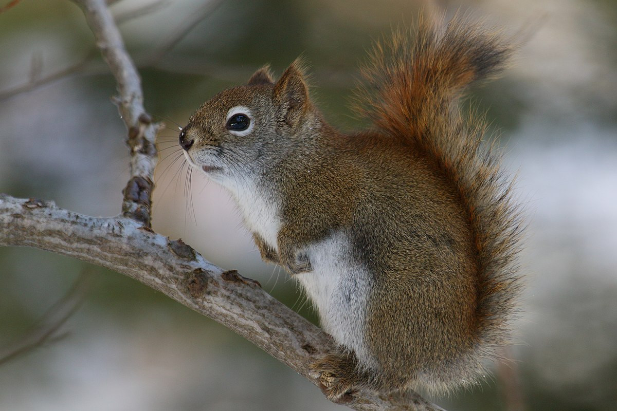 Sóc đỏ Mỹ (Tamiasciurus hudsonicus) dài 17-20 cm, phân bố ở Canada và miền Bắc nước Mỹ. Tiếng kêu ríu rít và lanh lảnh của loài sóc này là âm thanh thường gặp trong các khu rừng lá kim.