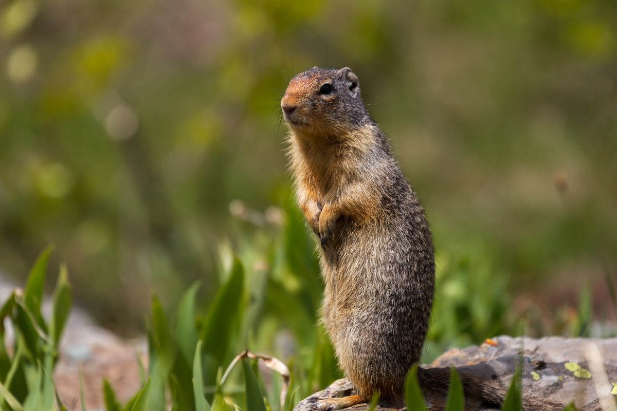 Sóc đất Columbia (Urocitellus columbianus) dài 25-30 cm, phân bố từ bang Idaho của Mỹ đến miền Tây Canada. Loài sóc này sống thành đàn ở các đồng cỏ và bìa rừng.