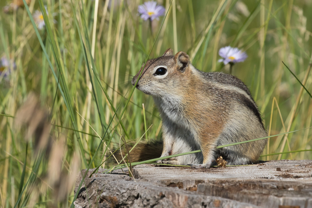 Sóc đất áo vàng (Callospermophilus lateralis) dài 15-20 cm, xuất hiện phổ biến ở các khu rừng và miền núi phía Tây nước Mỹ. Chúng giống như một phiên bản lớn hơn của sóc chuột.