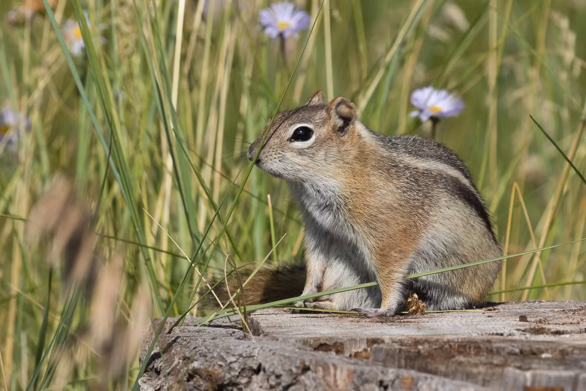 Sóc đất áo vàng (Callospermophilus lateralis) dài 15-20 cm, xuất hiện phổ biến ở các khu rừng và miền núi phía Tây nước Mỹ. Chúng giống như một phiên bản lớn hơn của sóc chuột.