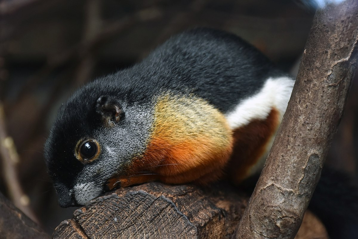 Sóc Prevost (Callosciurus prevostii) dài 13-28 cm, phân bổ ở các đảo lớn khu vực Đông Nam Á. Chúng có màu lông "tam thể" dễ nhận biết với ba màu trắng, đen và hung.