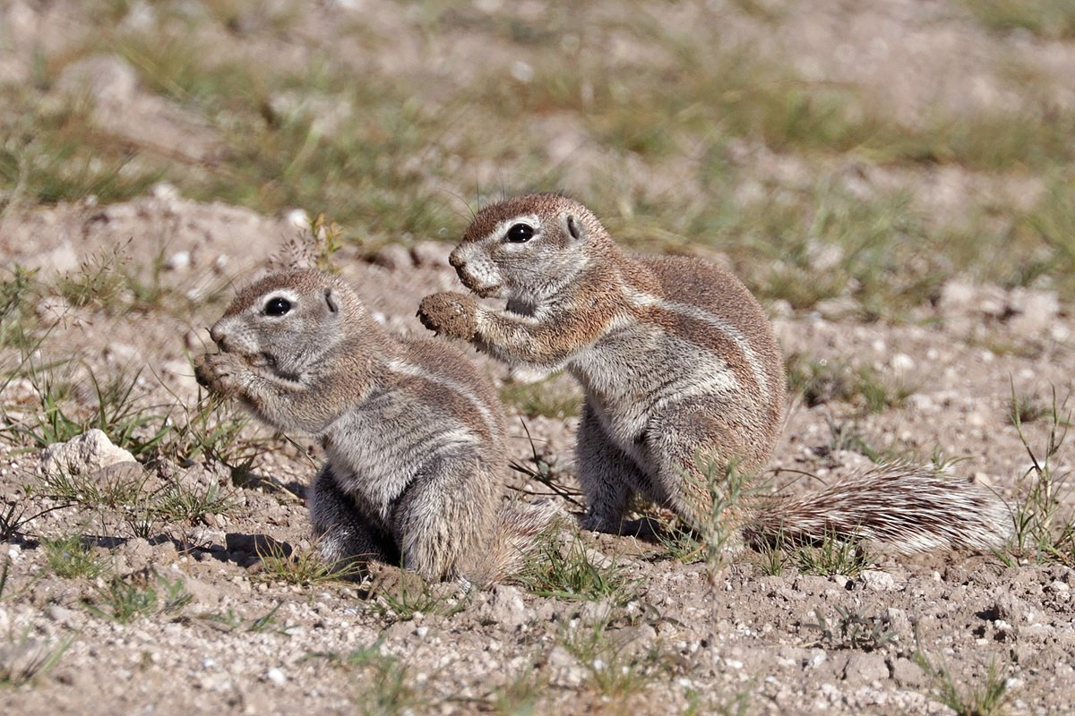 Sóc đất Nam Phi (Xerus inauris) dài 15-20 cm, sinh sống ở các vùng bán sa mạc Nam phi. Chúng có bộ lông thô, thường trú trong hang để tránh cái nắng ban ngày và giá lạnh buổi đêm.
