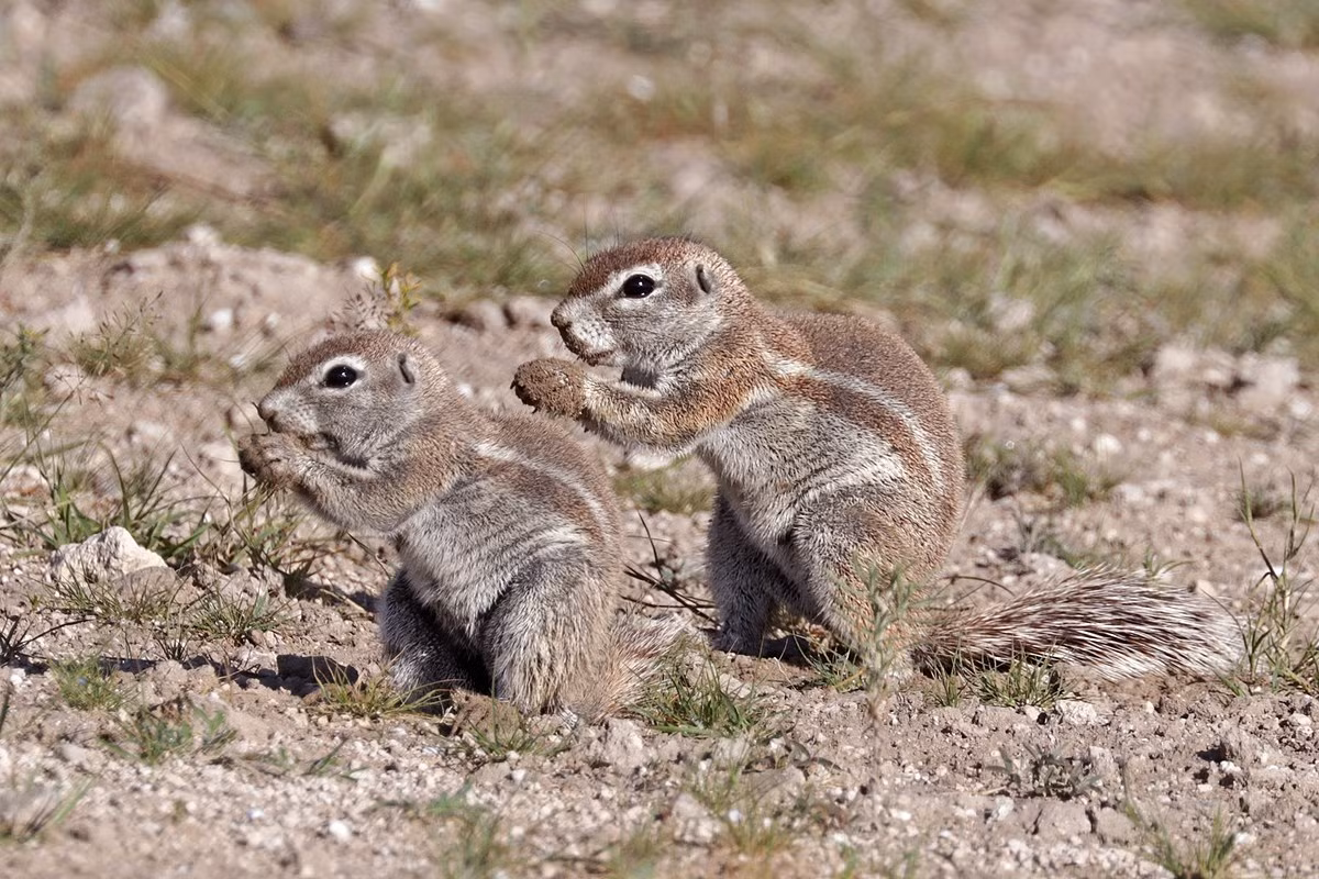 Sóc đất Nam Phi (Xerus inauris) dài 15-20 cm, sinh sống ở các vùng bán sa mạc Nam phi. Chúng có bộ lông thô, thường trú trong hang để tránh cái nắng ban ngày và giá lạnh buổi đêm.