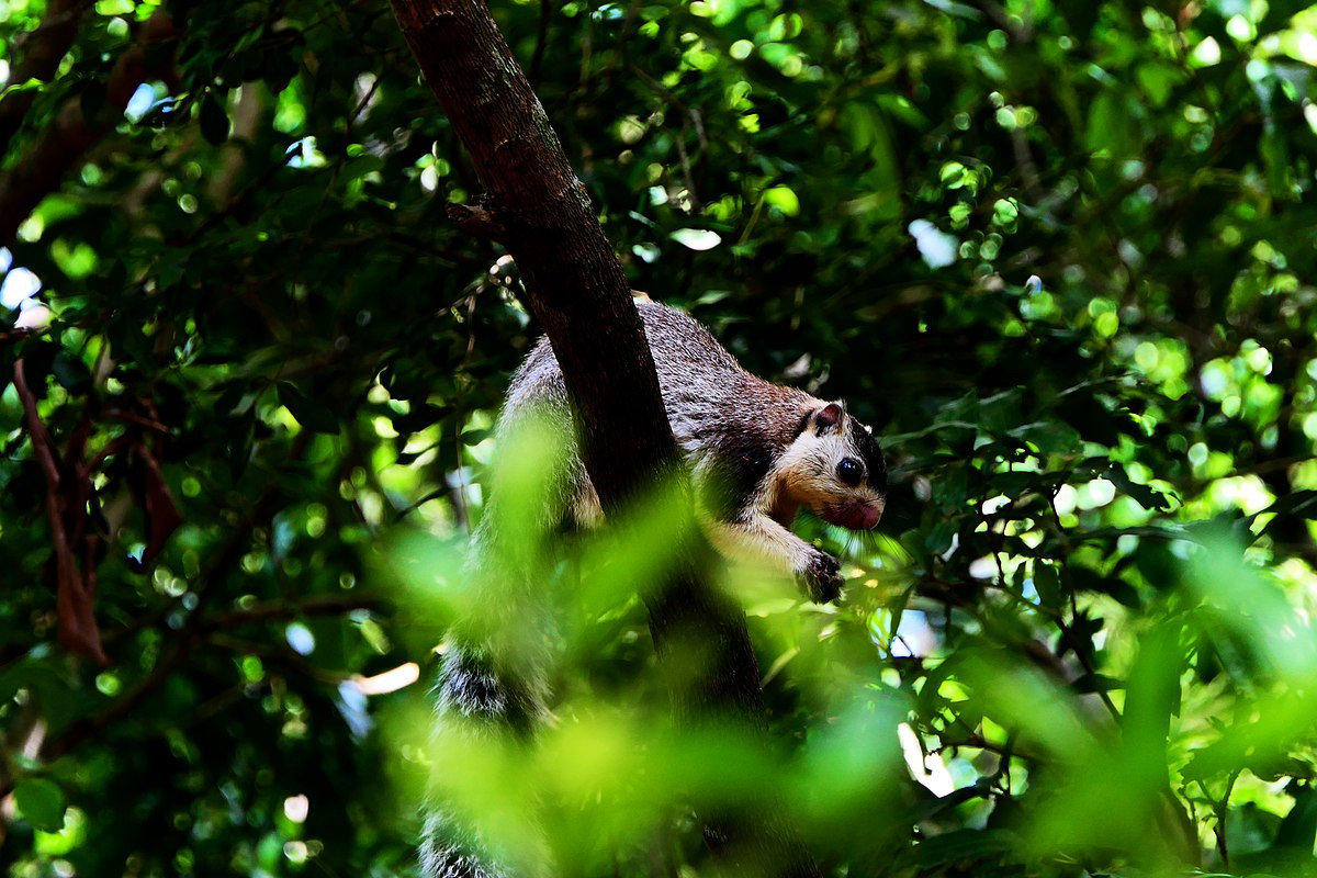 Sóc xám Nam Á (Ratufa macroura) dài 25-45 cm, phân bố ở Nam Ấn Độ và Sri Lanka. Loài này hầu như chỉ ở trên cây, rất hiếm khi xuống mặt đất.