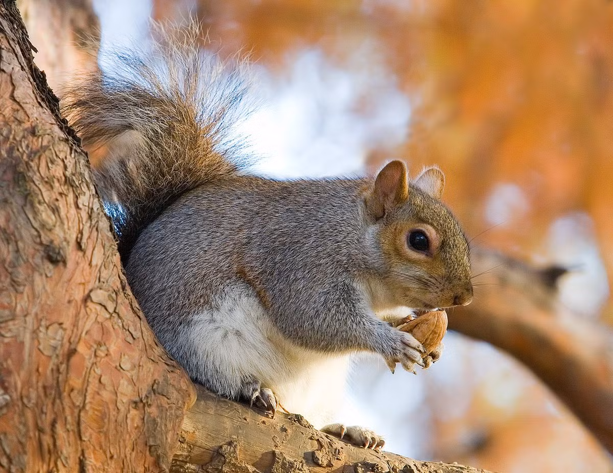 Sóc xám Mỹ (Sciurus carolinensis) dài 23-30 cm, phổ biến ở miền Đông nước Mỹ. Được đưa vào châu Âu, chúng đã dần thay thế dân số loài sóc đỏ bản địa tại nhiều khu vực.