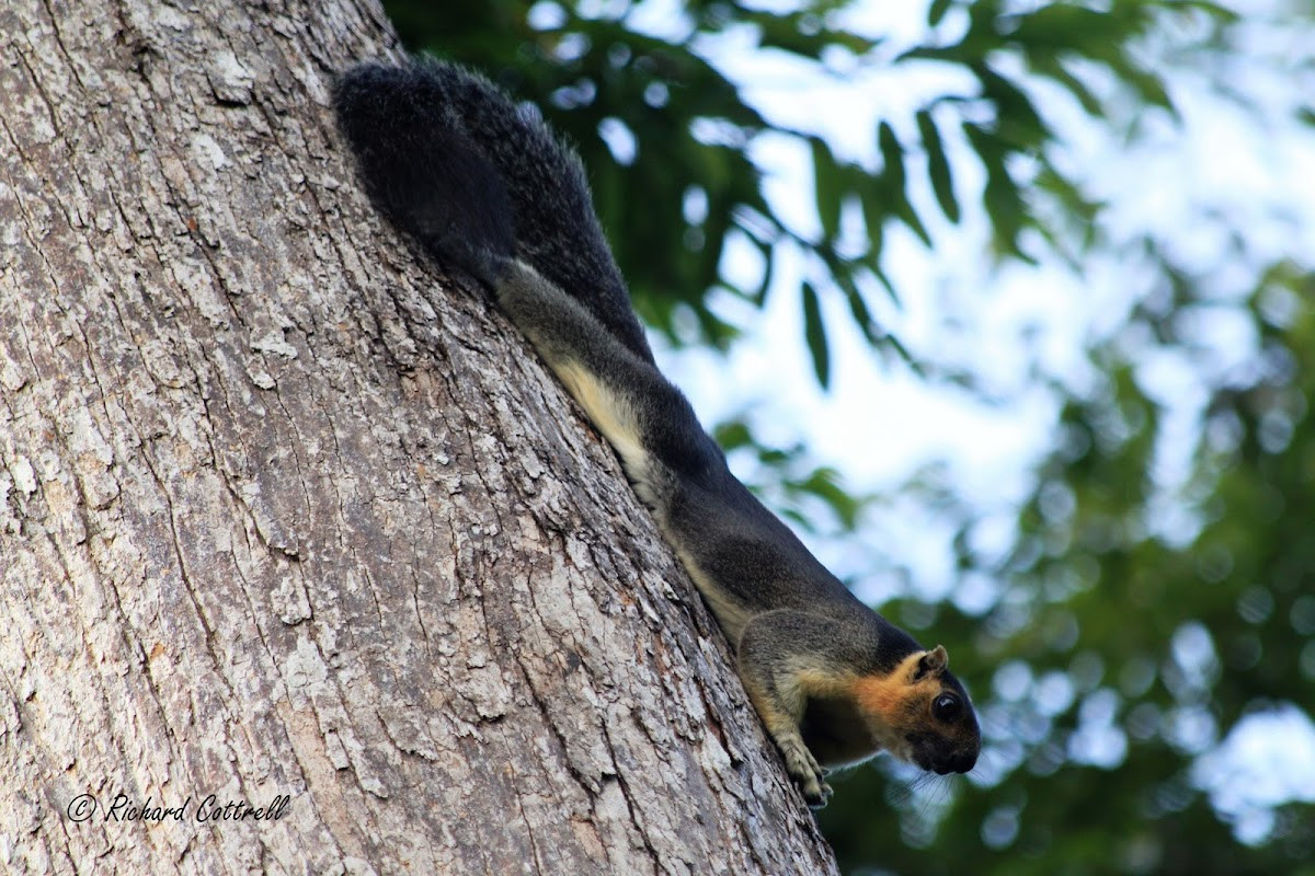 Sóc nâu bạc (Ratufa affinis) dài 25-46 cm, sống trong các khu rừng ở bán đảo Mã Lai, Borneo và Sumatra. Các loài sóc thuộc chi Ratufa thường nằm bẹp trên thân cây chứ ít khi đứng bằng hai chân sau như các loài sóc ở chi Sciurus.