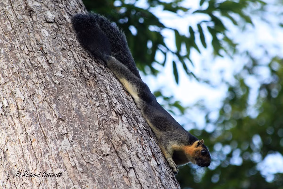 Sóc nâu bạc (Ratufa affinis) dài 25-46 cm, sống trong các khu rừng ở bán đảo Mã Lai, Borneo và Sumatra. Các loài sóc thuộc chi Ratufa thường nằm bẹp trên thân cây chứ ít khi đứng bằng hai chân sau như các loài sóc ở chi Sciurus.