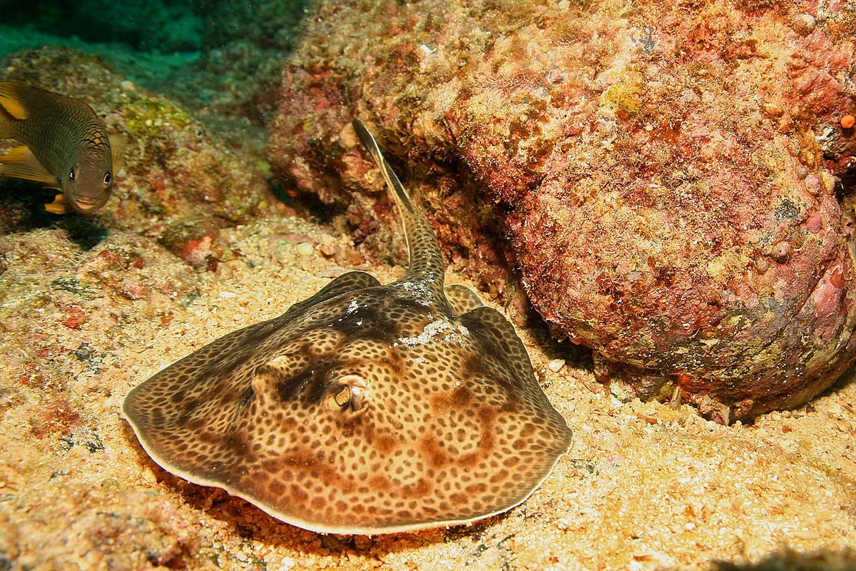 Cá đuối tròn Haller (Urobatis halleri) dài 50 cm, phân bố ở các vùng biển ven bờ từ châu Mỹ, từ California đến Panama. Cư trú ở chỗ nước nông và có cát, gai độc của chúng là mối đe dọa với người tắm biển.