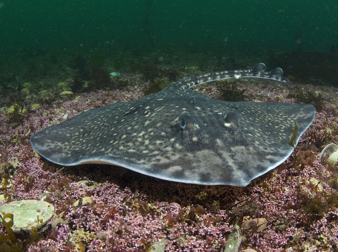 Cá đuối lưng gai (Raja clavata) dài 90 cm, được ghi nhận ở vùng nước ven biển của châu Âu và bờ biển Đại Tây Dương của châu Phi. Chúng tự vệ trước kẻ săn mồi bằng hang gai cong có gốc to chạy dọc theo sống lưng.