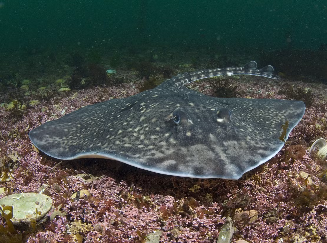 Cá đuối lưng gai (Raja clavata) dài 90 cm, được ghi nhận ở vùng nước ven biển của châu Âu và bờ biển Đại Tây Dương của châu Phi. Chúng tự vệ trước kẻ săn mồi bằng hang gai cong có gốc to chạy dọc theo sống lưng.