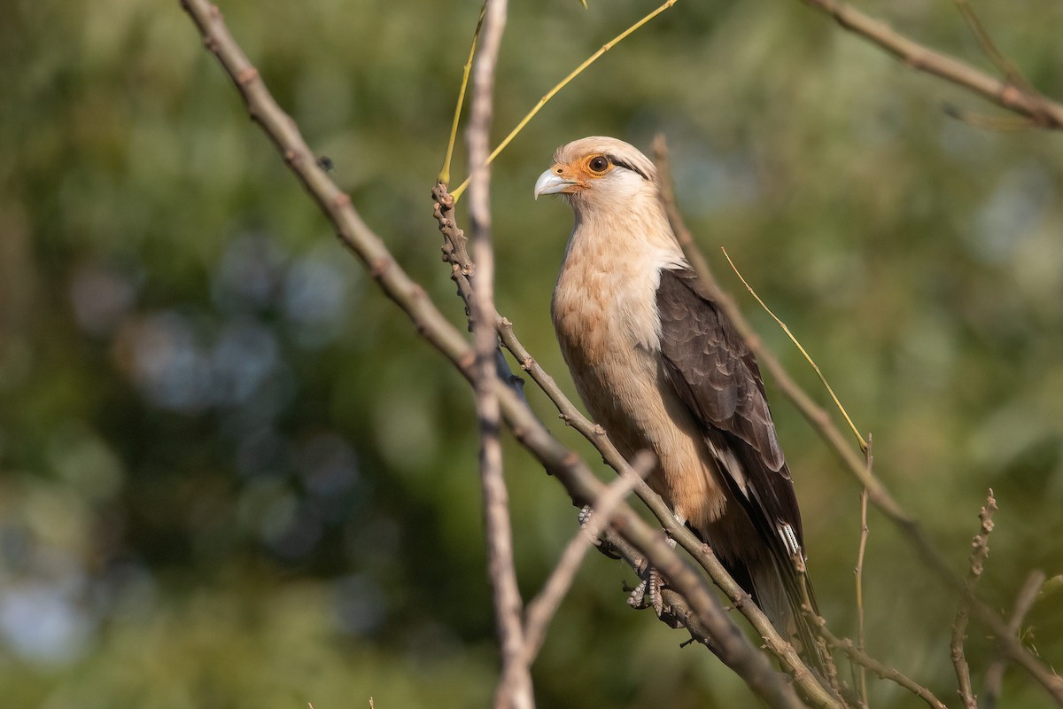 Cắt Cara đầu vàng (Milvago chimachima) dài 40-46 cm, sinh sống ở phía Nam của Nam Mỹ. Có ngoại hình khá giống các loài diều hâu, loài này thường xuất hiện ở xa van và bìa rừng, chuyên ăn xác thối. Ngoài ra chúng cũng ăn cả quả cọ dầu.