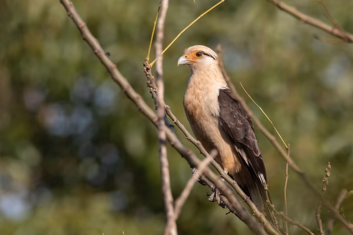 Cắt Cara đầu vàng (Milvago chimachima) dài 40-46 cm, sinh sống ở phía Nam của Nam Mỹ. Có ngoại hình khá giống các loài diều hâu, loài này thường xuất hiện ở xa van và bìa rừng, chuyên ăn xác thối. Ngoài ra chúng cũng ăn cả quả cọ dầu.