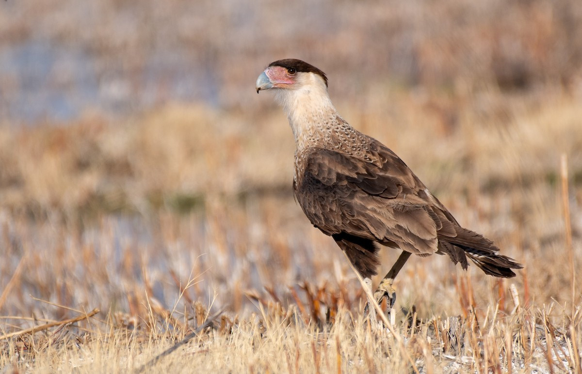Cắt Caracara mào (Caracara cheriway) dài 49-58 cm, phân bố ở những vùng đồng trống từ miền Nam nước Mỹ đến phía Bắc Nam Mỹ. Không phải là những kẻ săn mồi trên không, loài chim này khá chậm chạp và thường ăn xác thối.